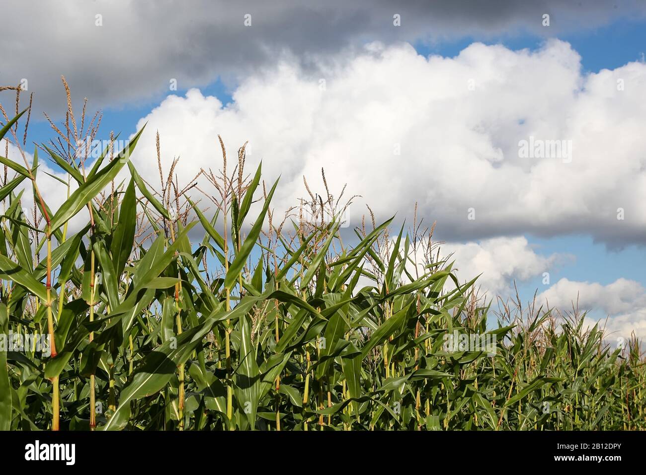 Corn stalks with puffy clouds. Stock Photo
