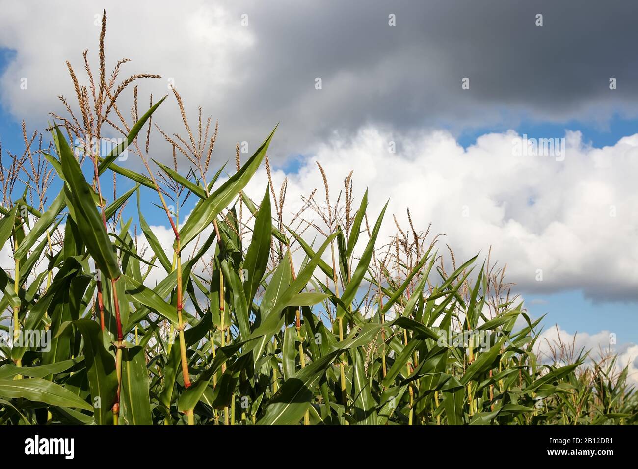 Growing green plants stalks hi-res stock photography and images - Alamy