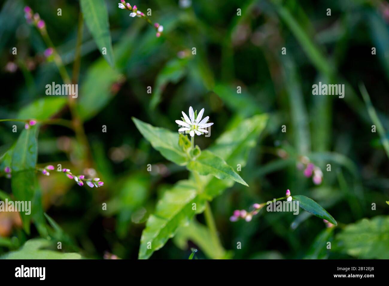 Stellaria media chickweed flower close-up on blurred green grass background, small pink flowers. Stock Photo