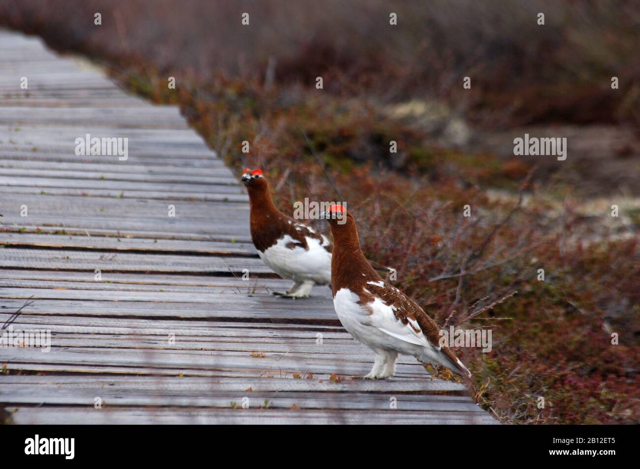 birds of Kamchatka Stock Photo