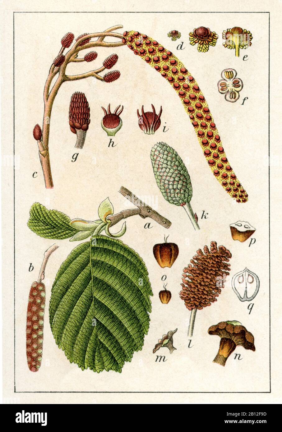 alder, Alnus glutinosa, Erle, Schwarzerle, aulne,  (botany book, 1905) Stock Photo