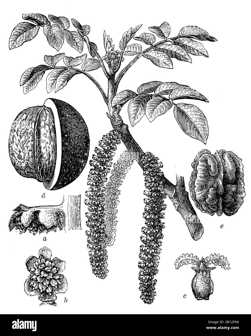 Walnut drawing Black and White Stock Photos & Images Alamy