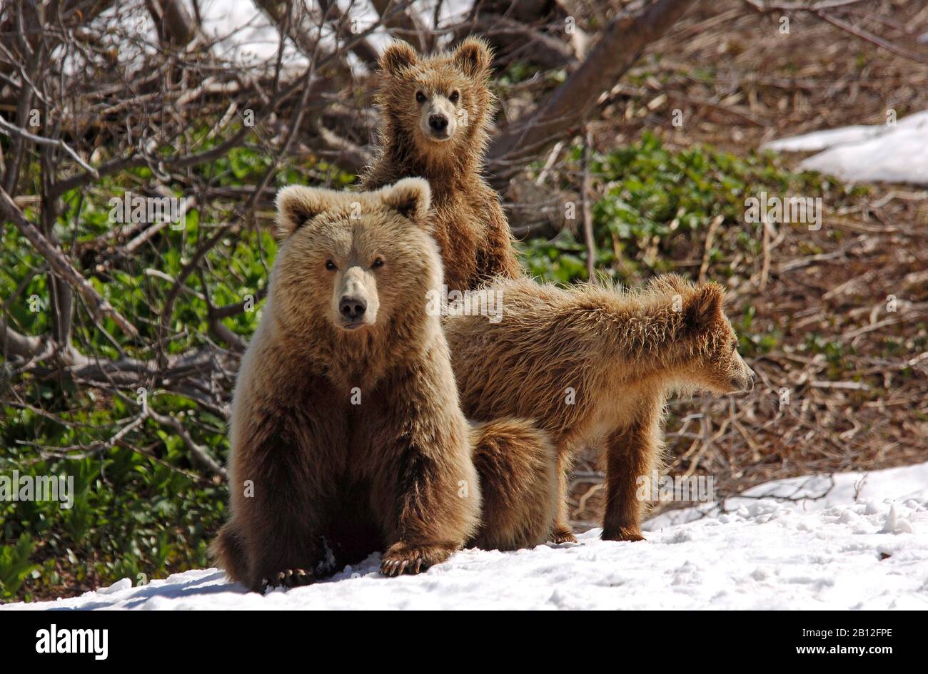 brown bears in Kamchatka Stock Photo