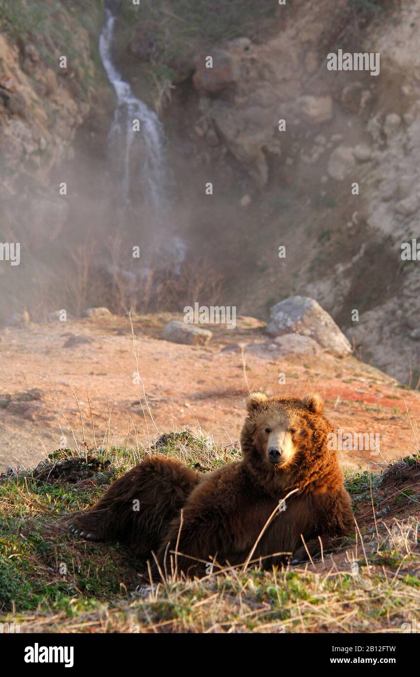 brown bears in Kamchatka Stock Photo