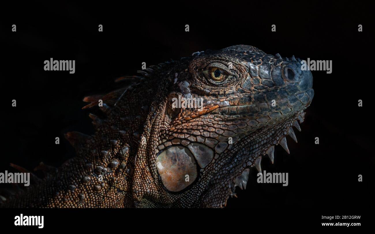 Iguana headshot, side portrait Stock Photo
