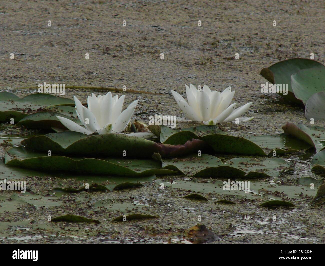 blooming lilies in the swamp Stock Photo