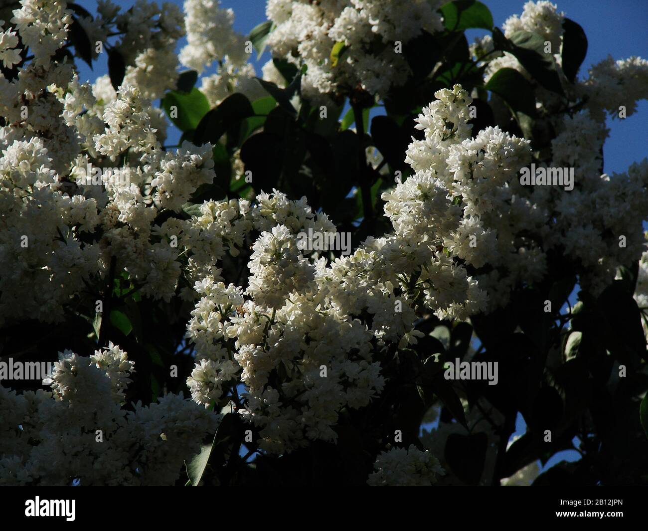 white inflorescences of fruit trees Stock Photo - Alamy