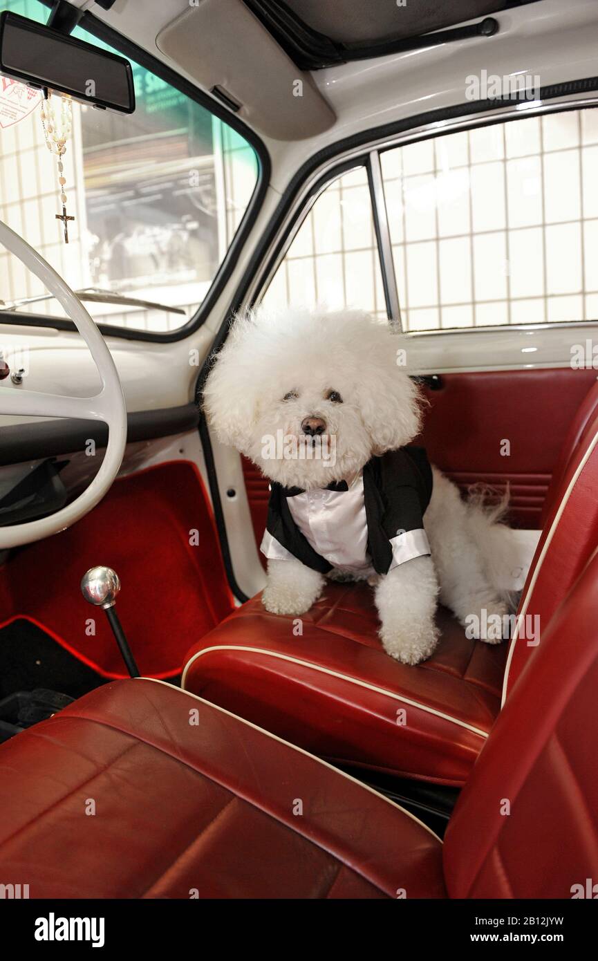 bichon costume