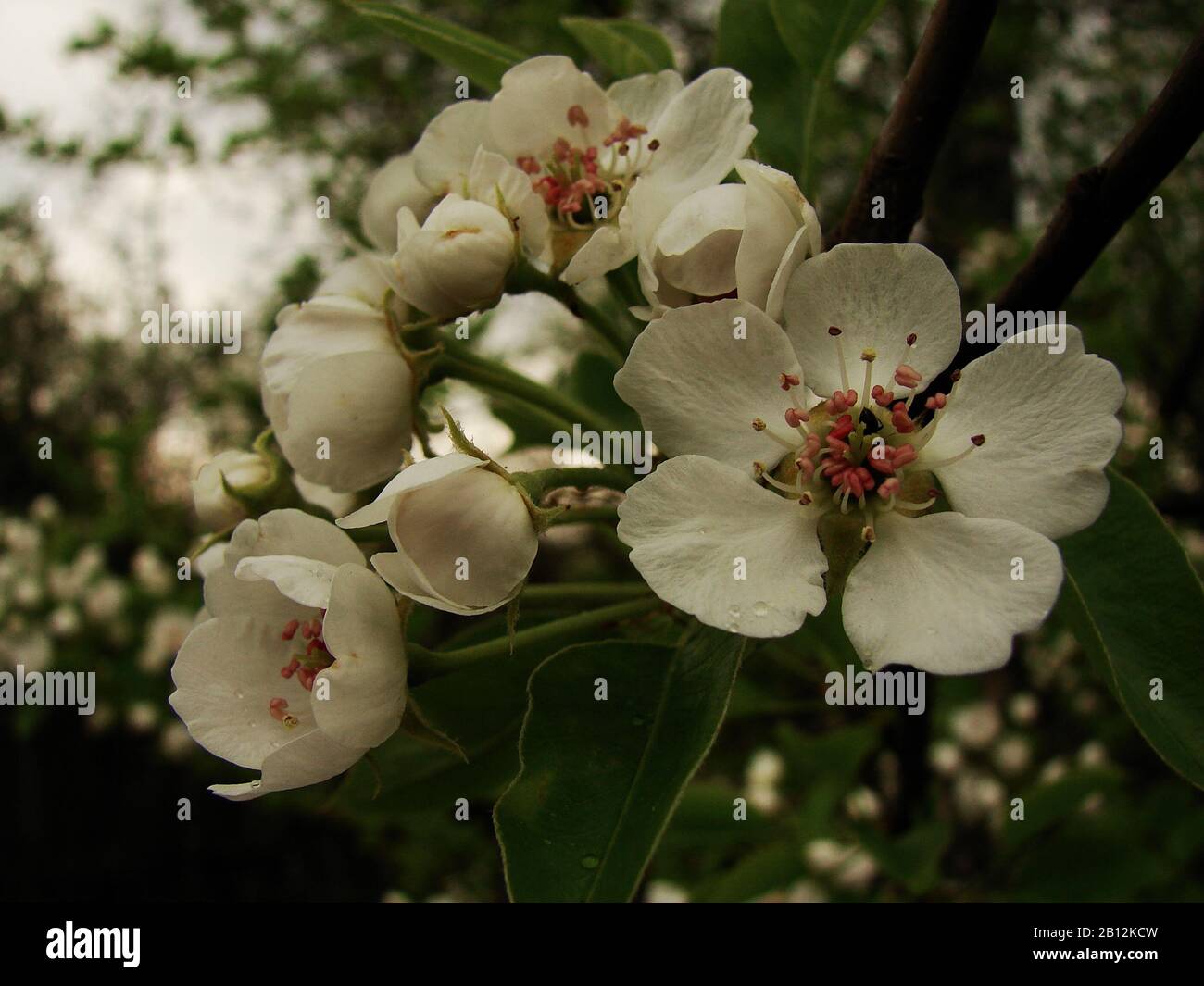 white inflorescences of fruit trees Stock Photo - Alamy