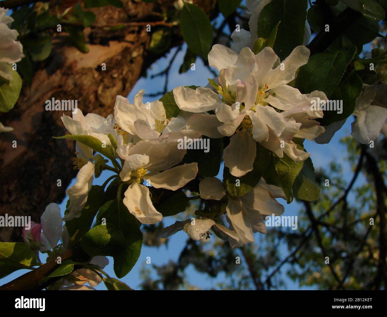 white inflorescences of fruit trees Stock Photo - Alamy