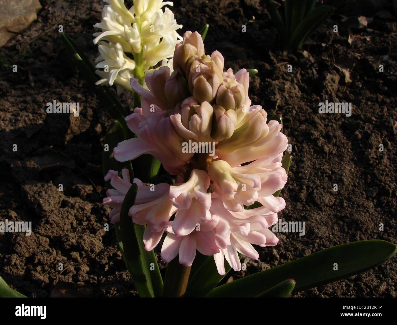 beautiful flowers bloom in the garden Stock Photo
