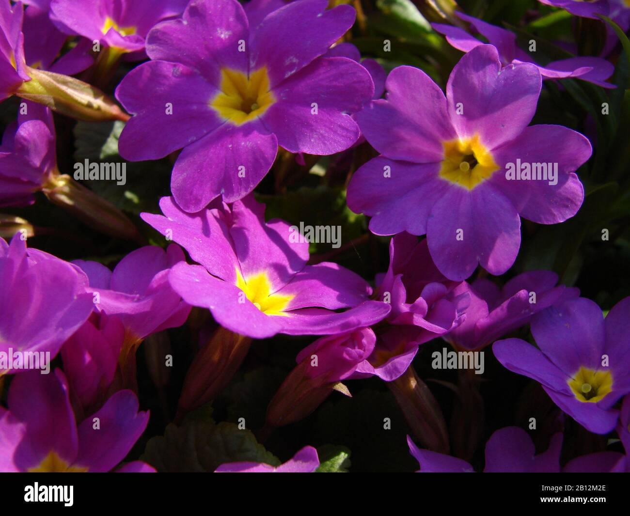 bright colors of summer flowers in the garden Stock Photo