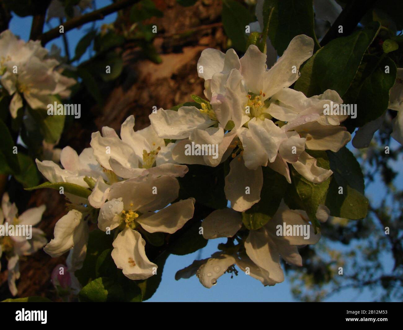 white inflorescences of fruit trees Stock Photo - Alamy