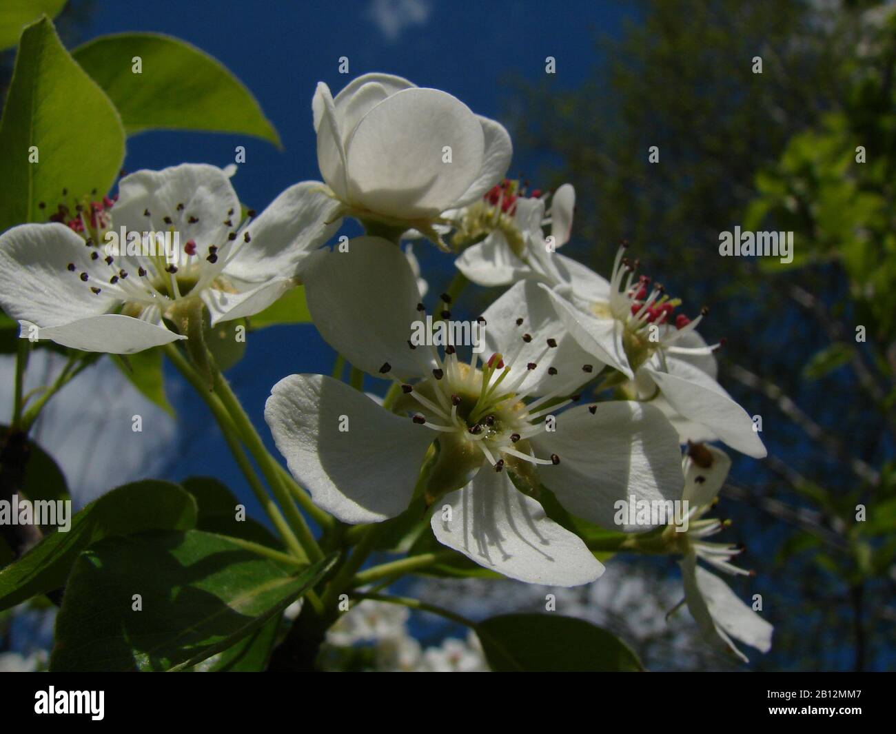 white inflorescences of fruit trees Stock Photo