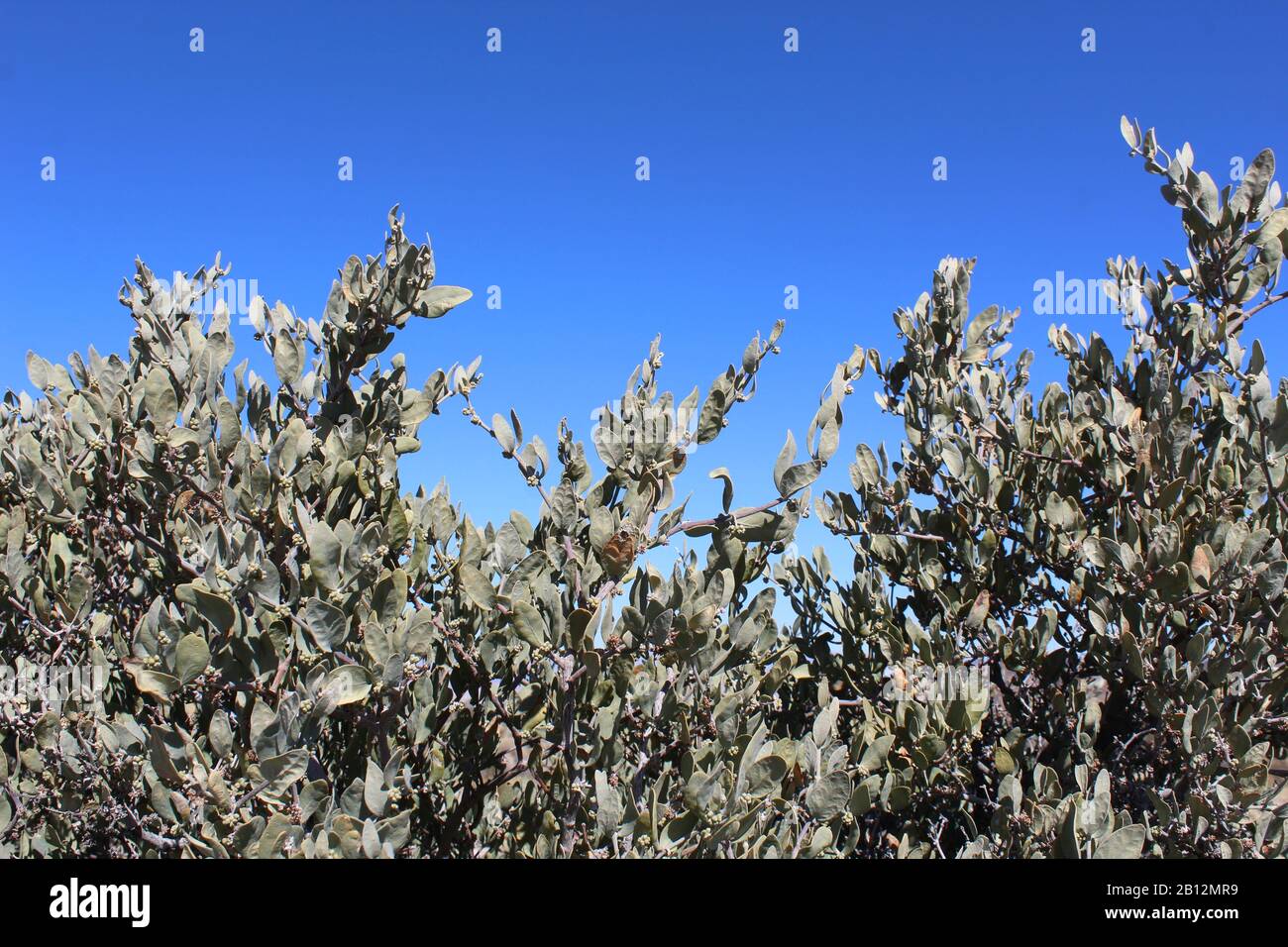 Simmondsiaceae is a Botanical Family of flowering plants with a single genus and species, Simmondsia Chinensis, Jojoba, Southern Mojave Desert native. Stock Photo