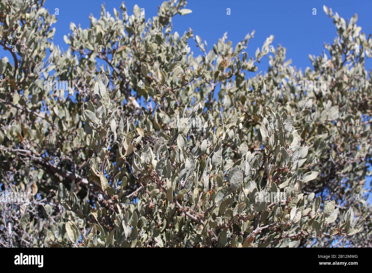 Simmondsiaceae is a Botanical Family of flowering plants with a single genus and species, Simmondsia Chinensis, Jojoba, Southern Mojave Desert native. Stock Photo