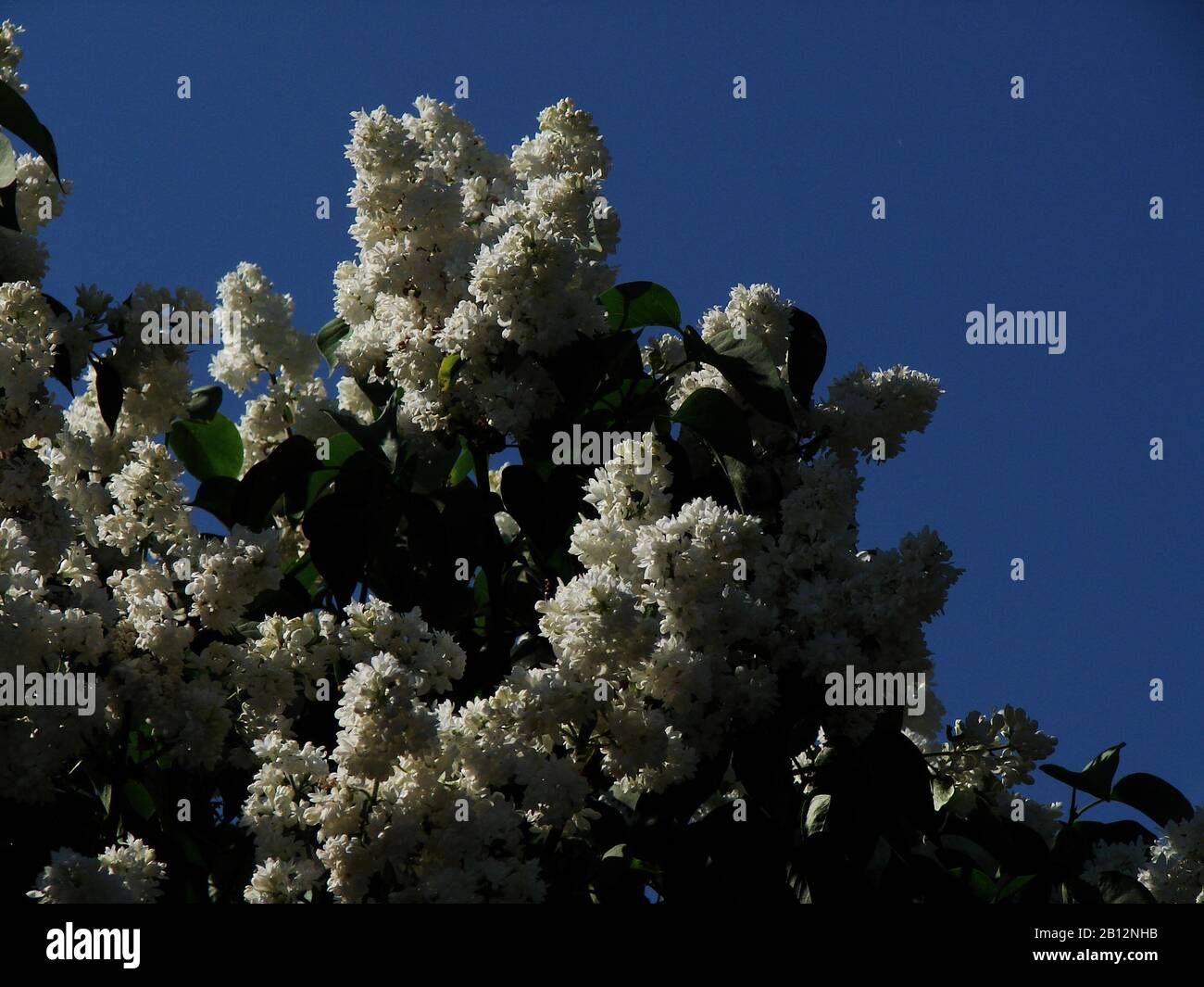 white inflorescences of fruit trees Stock Photo - Alamy