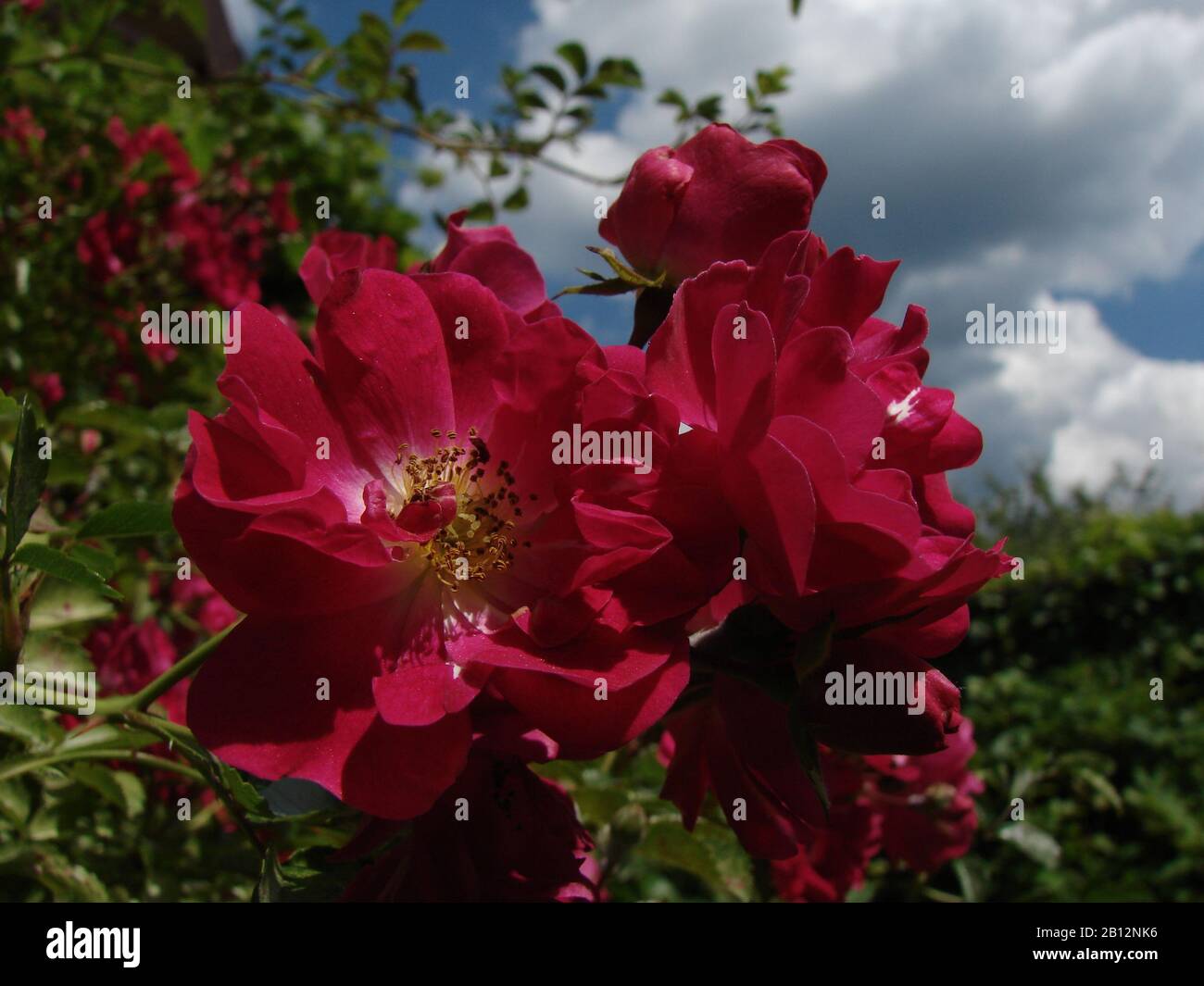 beautiful roses bloom in the garden Stock Photo