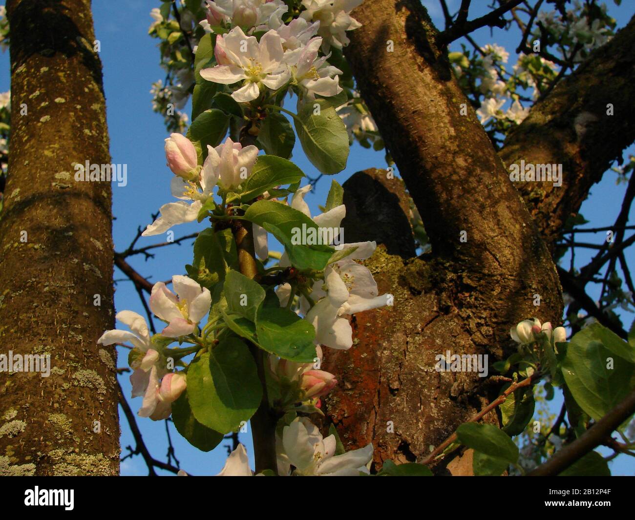 white inflorescences of fruit trees Stock Photo - Alamy