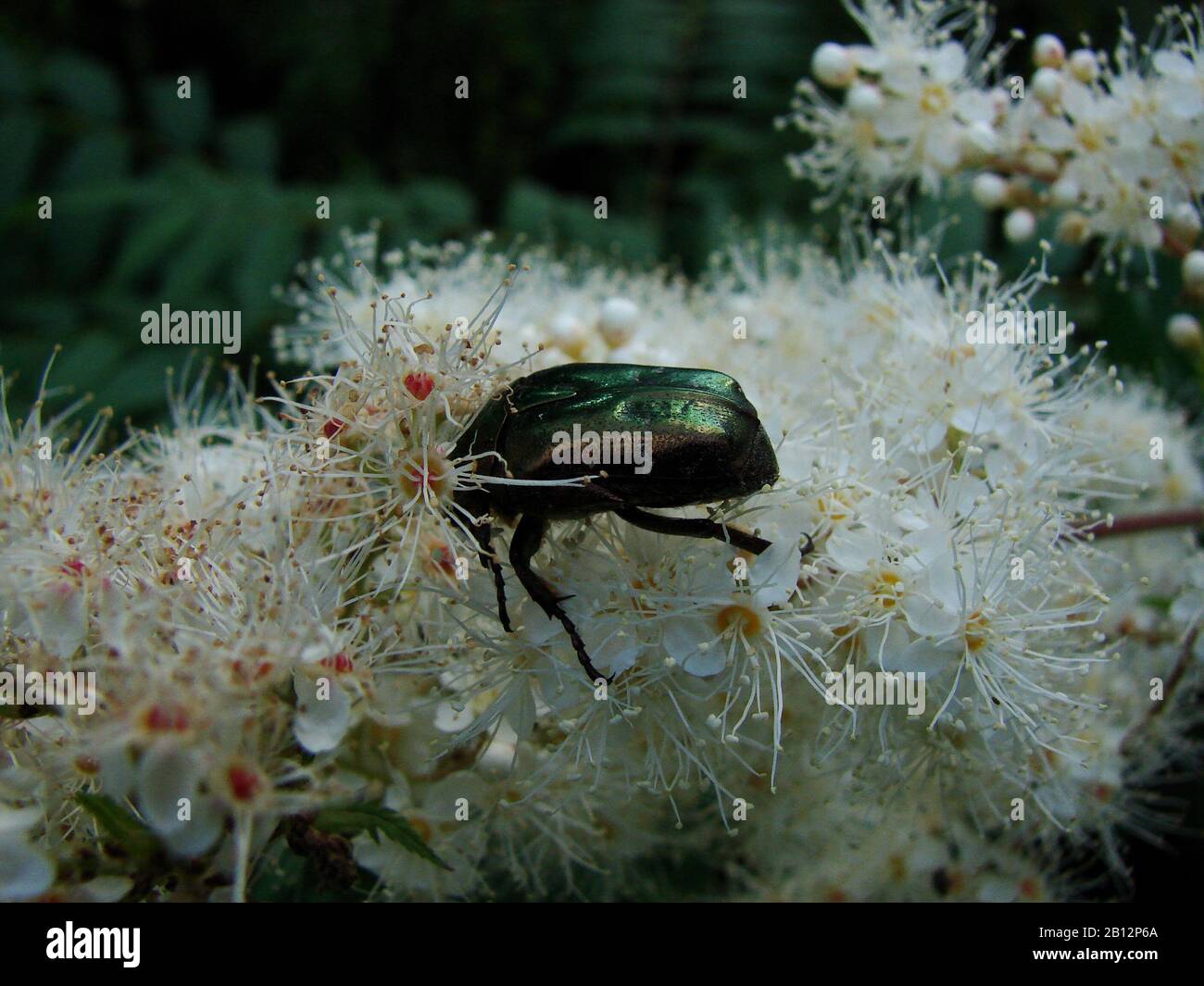 insects on blooming flowers in the garden Stock Photo