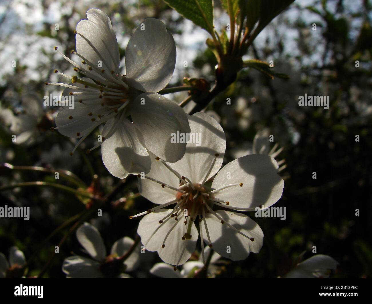 white inflorescences of fruit trees Stock Photo
