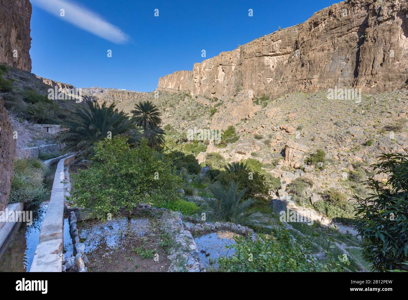 Al Misfat al Abriyyin in the Hajar Mountains, Oman. Date palm tree