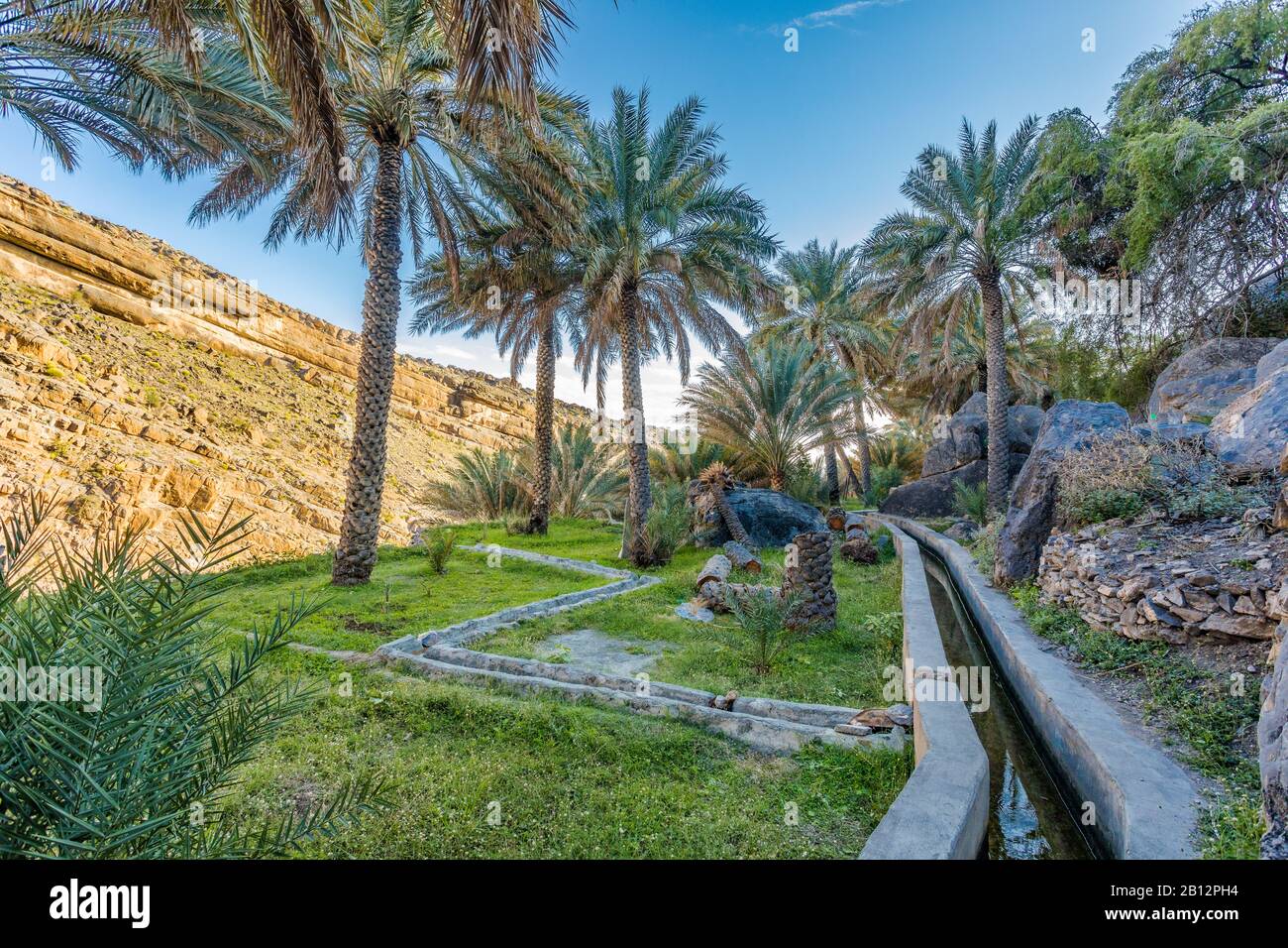 Al Misfat al Abriyyin in the Hajar Mountains, Oman. Date palm tree