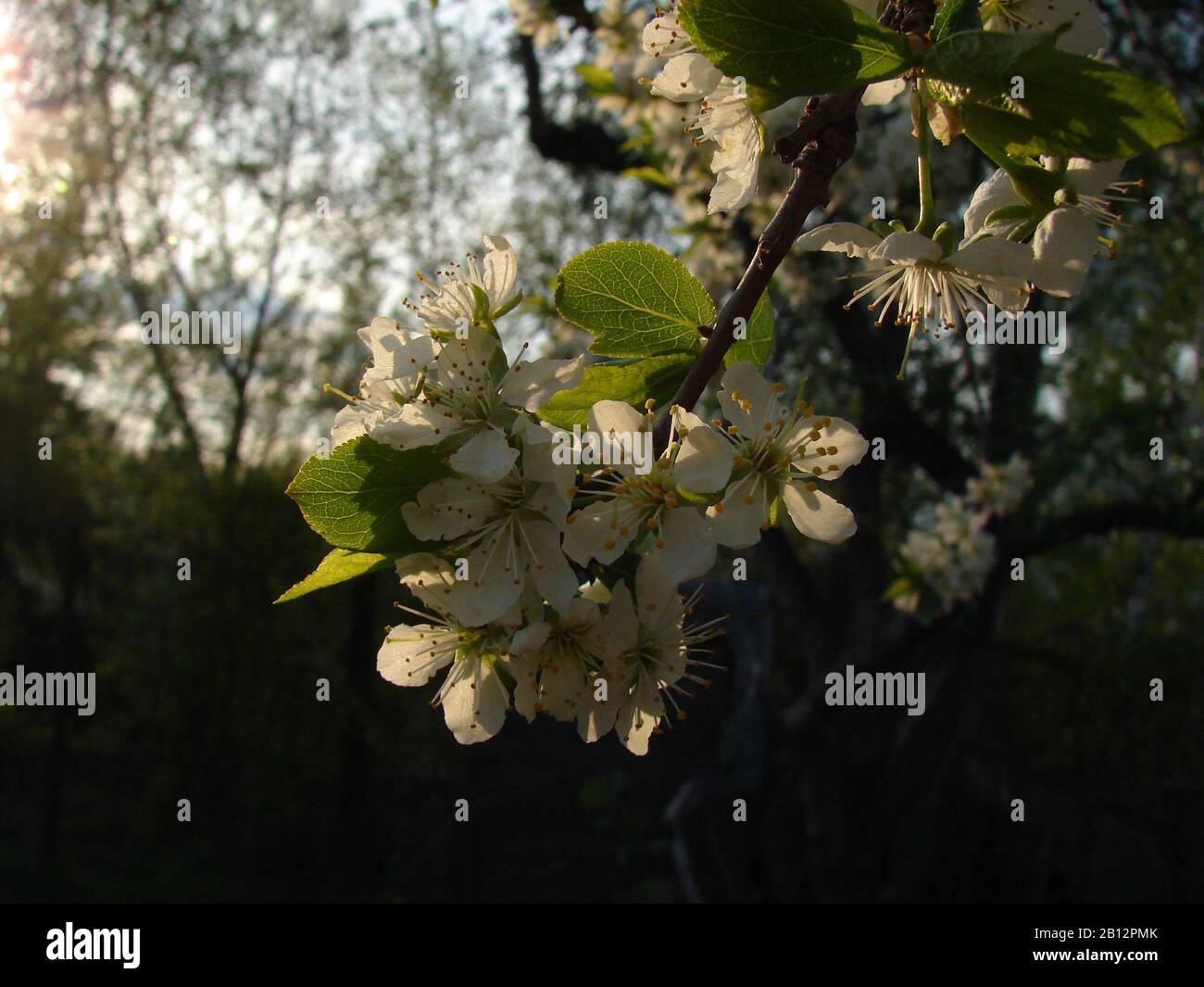 white inflorescences of fruit trees Stock Photo - Alamy