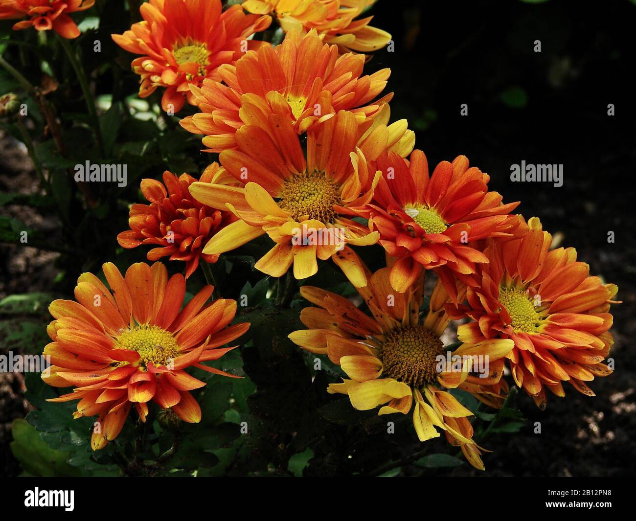 bright colors of summer flowers in the garden Stock Photo
