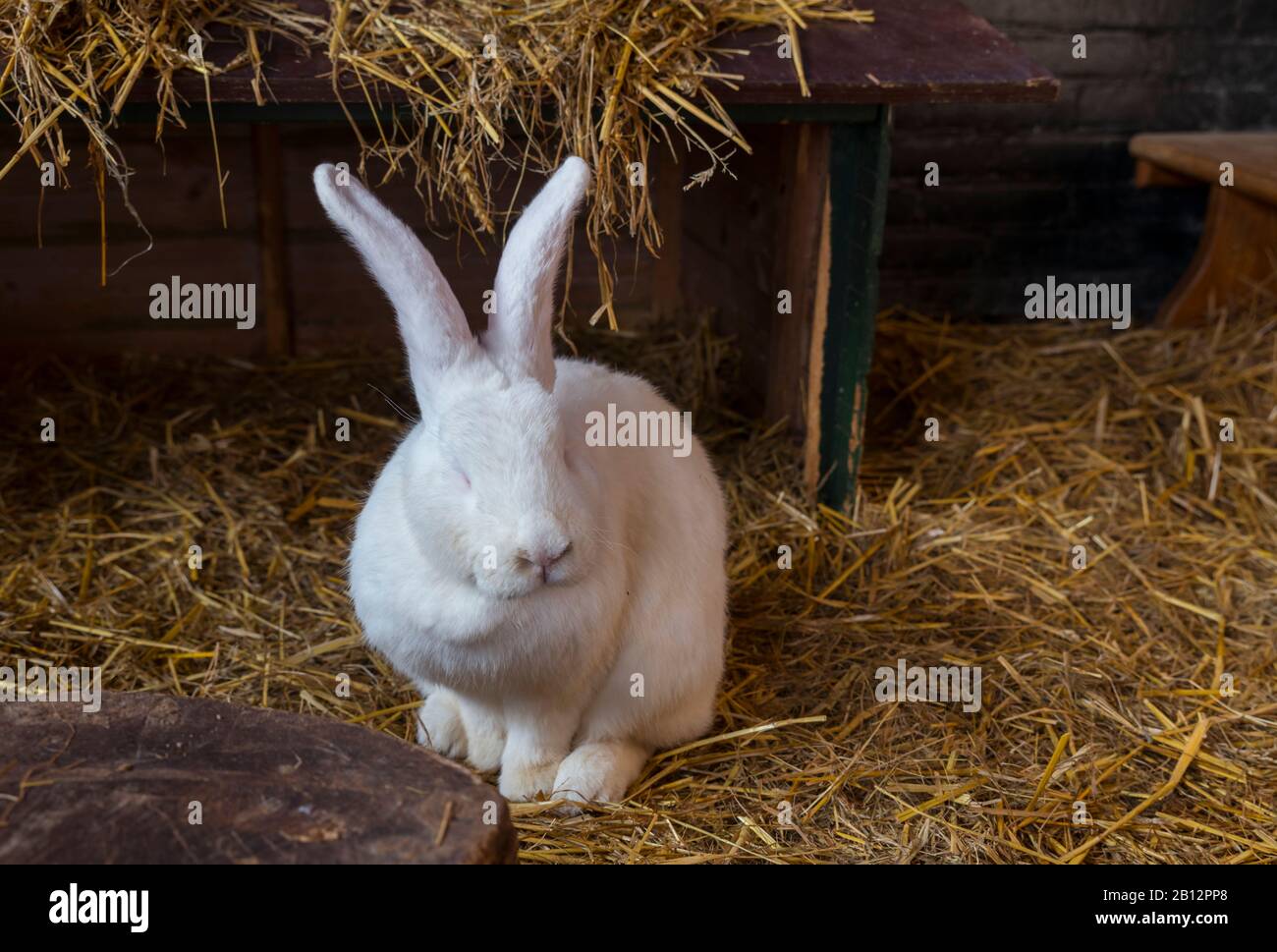 big white rabbit animal on straw in a petting zoo Stock Photo Alamy