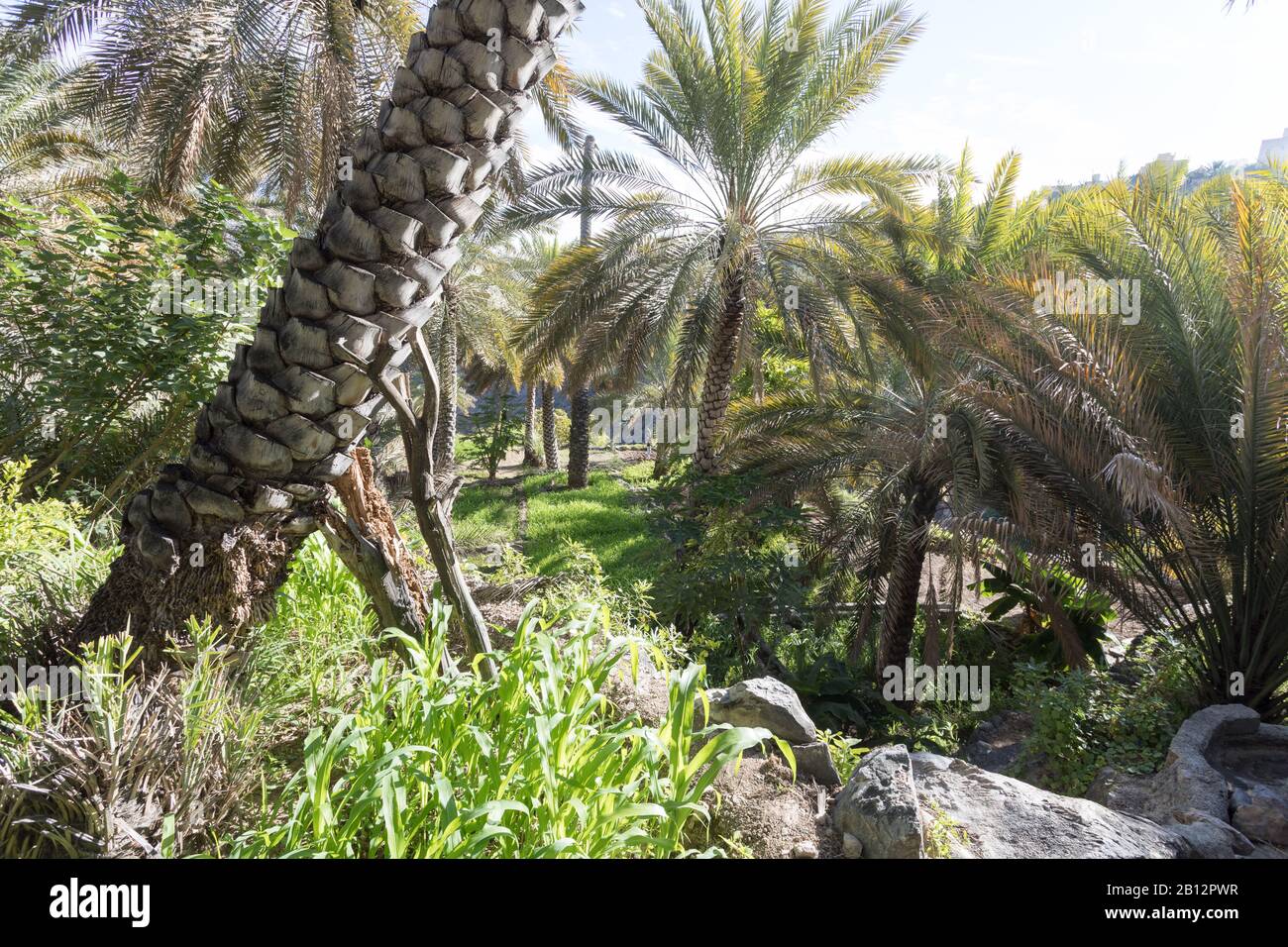 Al Misfat al Abriyyin in the Hajar Mountains, Oman. Date palm tree