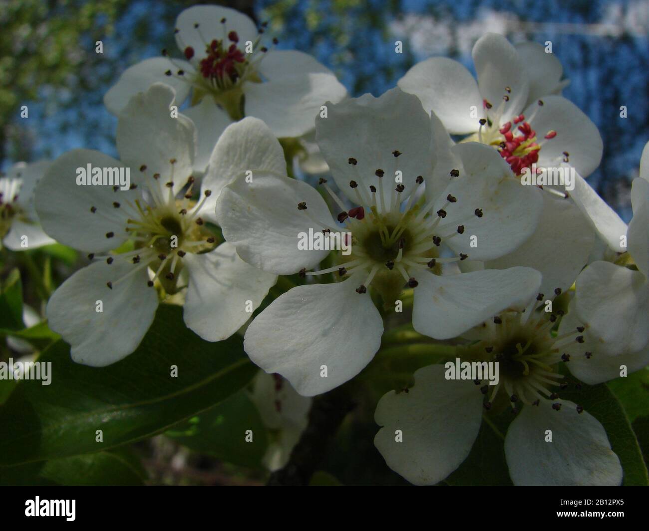 white inflorescences of fruit trees Stock Photo - Alamy