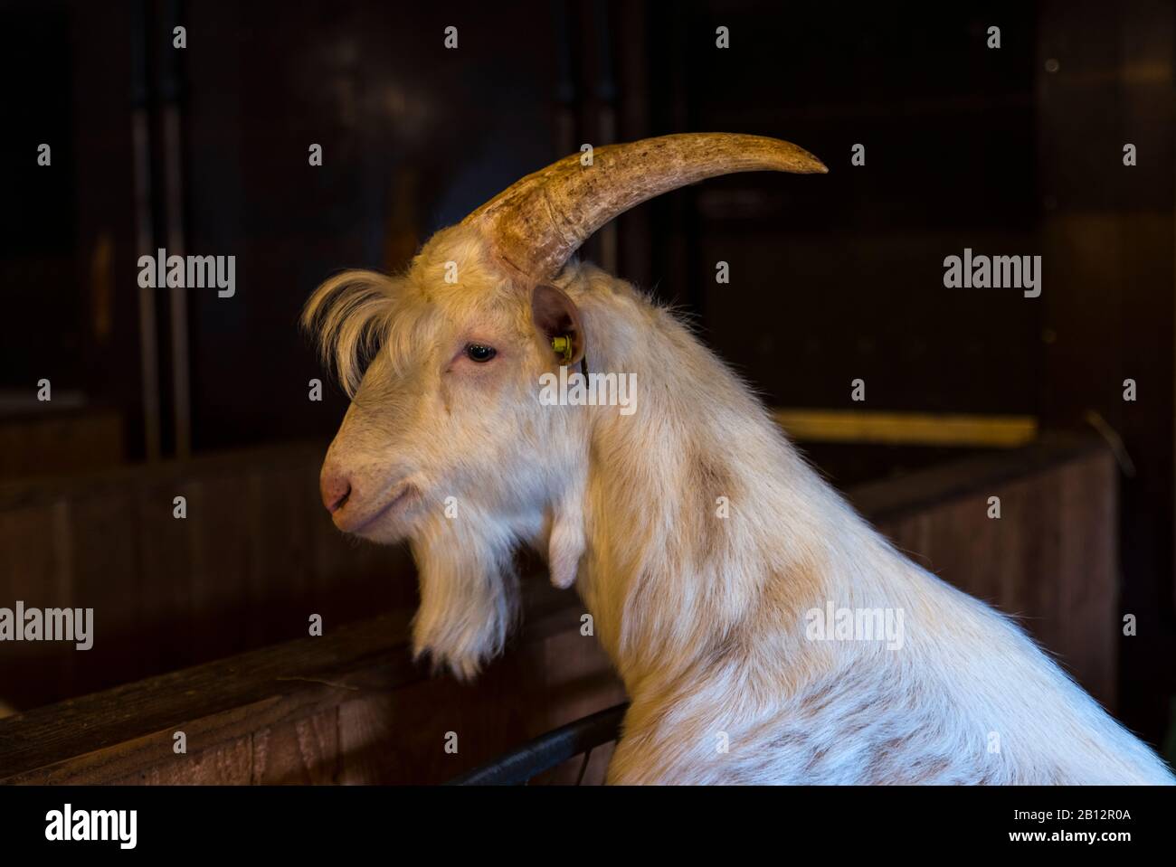white hairy male goat ram with big horns Stock Photo