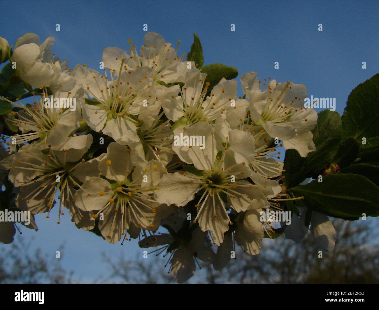white inflorescences of fruit trees Stock Photo - Alamy