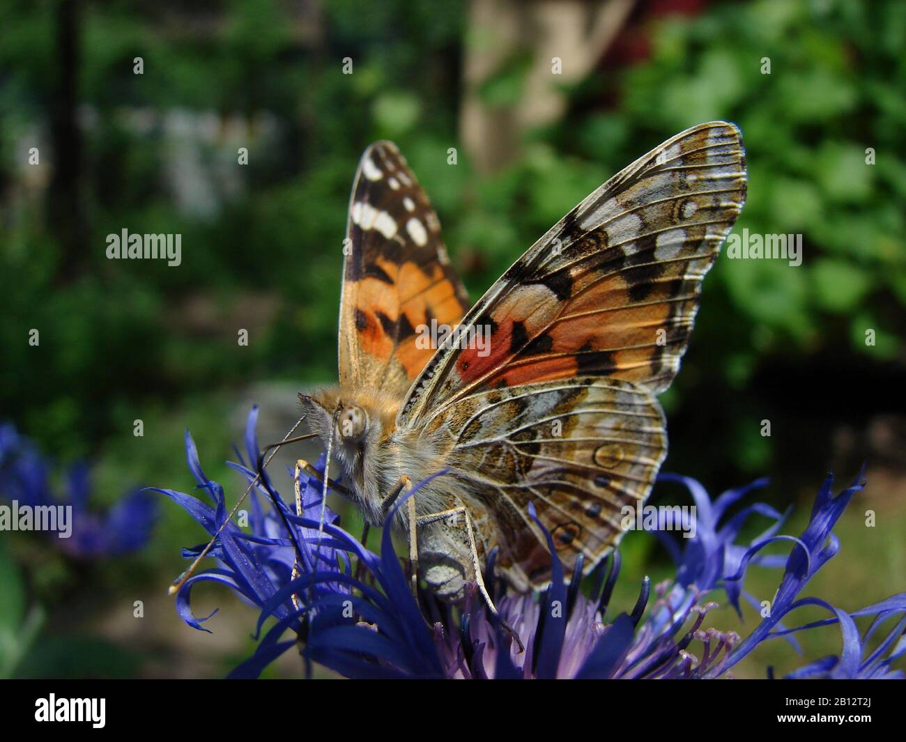 insects on blooming flowers in the garden Stock Photo