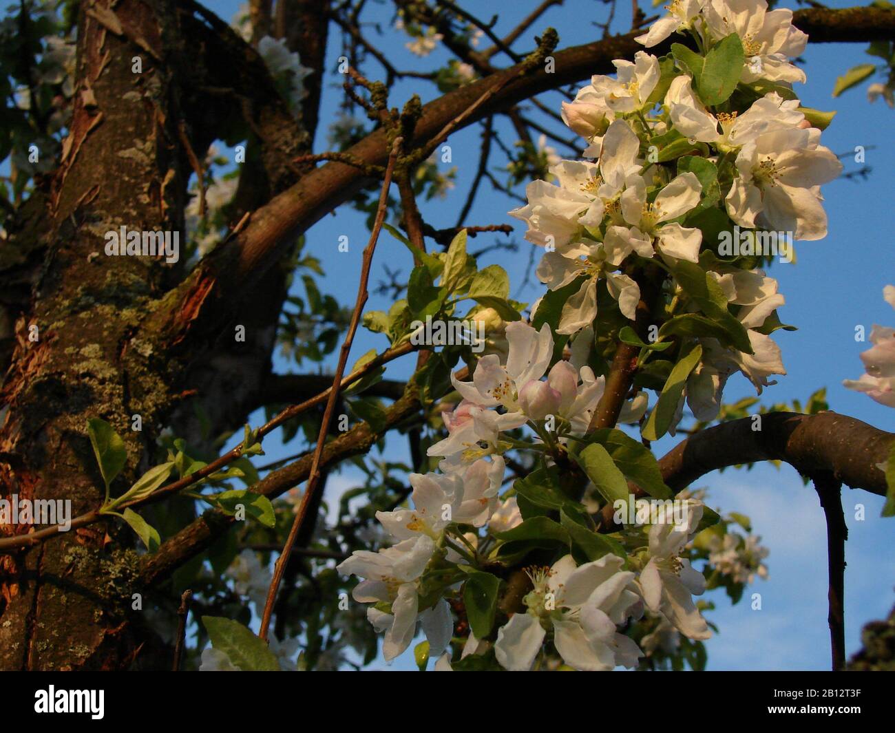 white inflorescences of fruit trees Stock Photo - Alamy