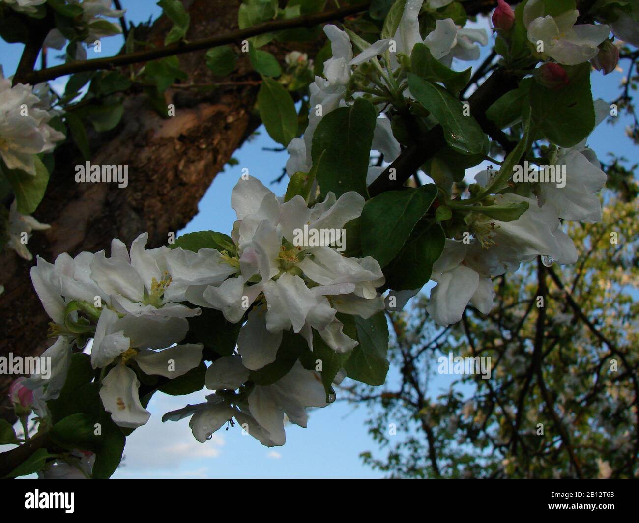 white inflorescences of fruit trees Stock Photo - Alamy