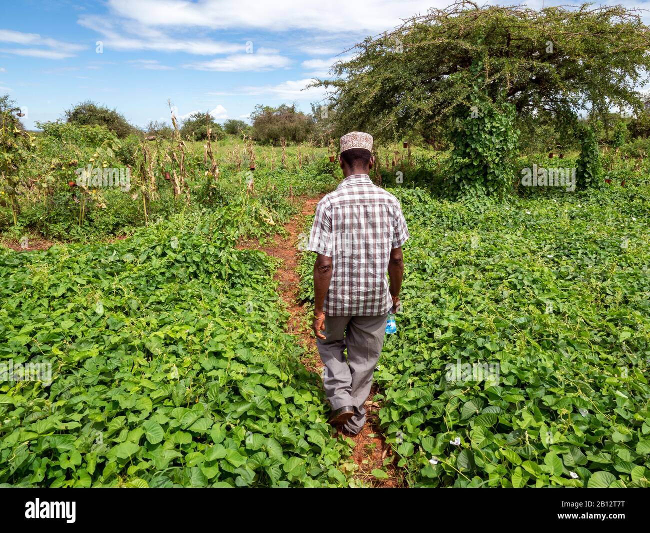 A farmer setting out to inspect his beehive fence built to deter elephants from raiding crops in Sagalla near Voi Southern Kenya Stock Photo