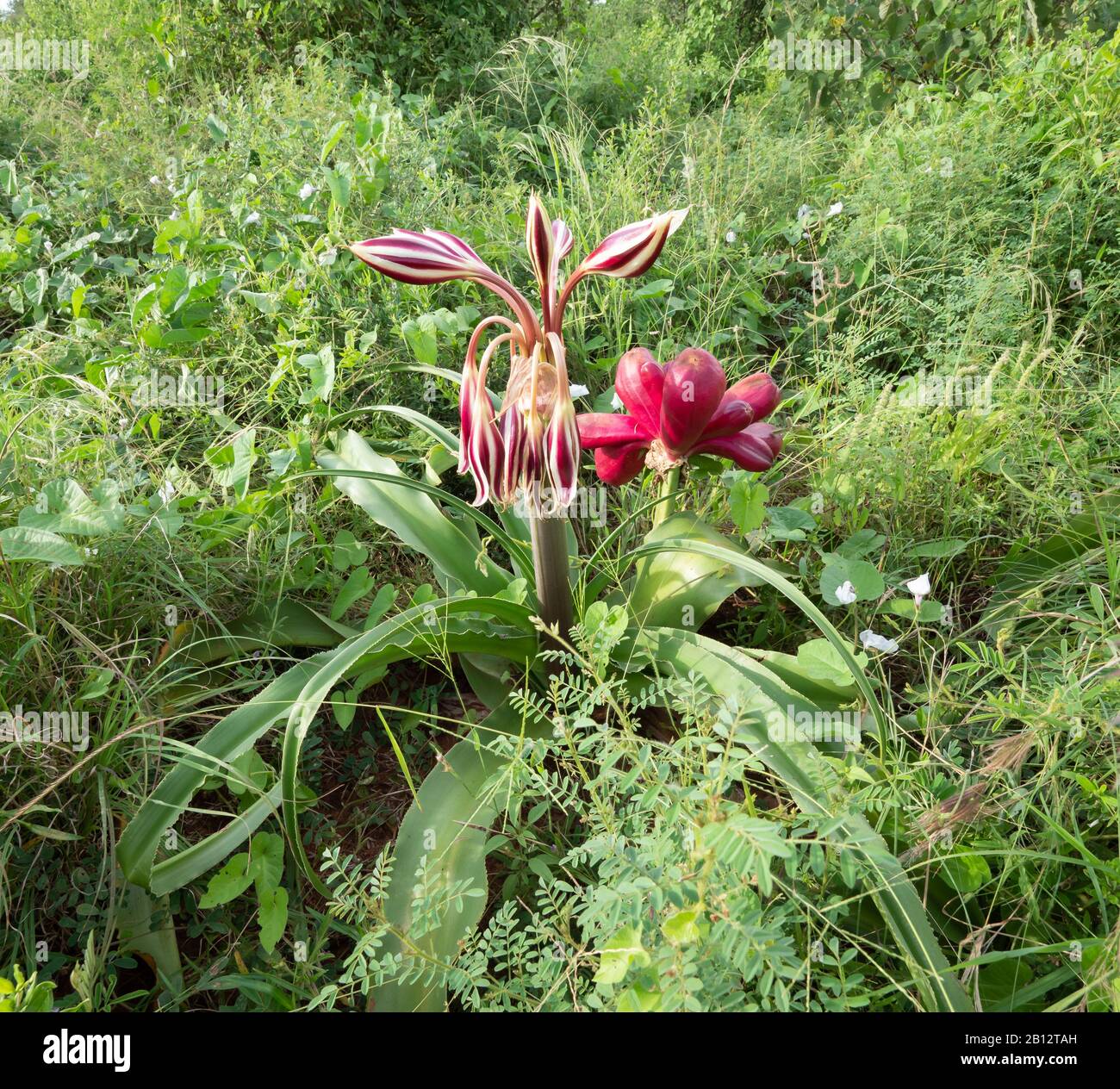 Crinum macowanii the Pyjama Lily flower spike and ripe seed pods growing in open scrub bordering Tsavo National Park in Kenya Southern Africa Stock Photo