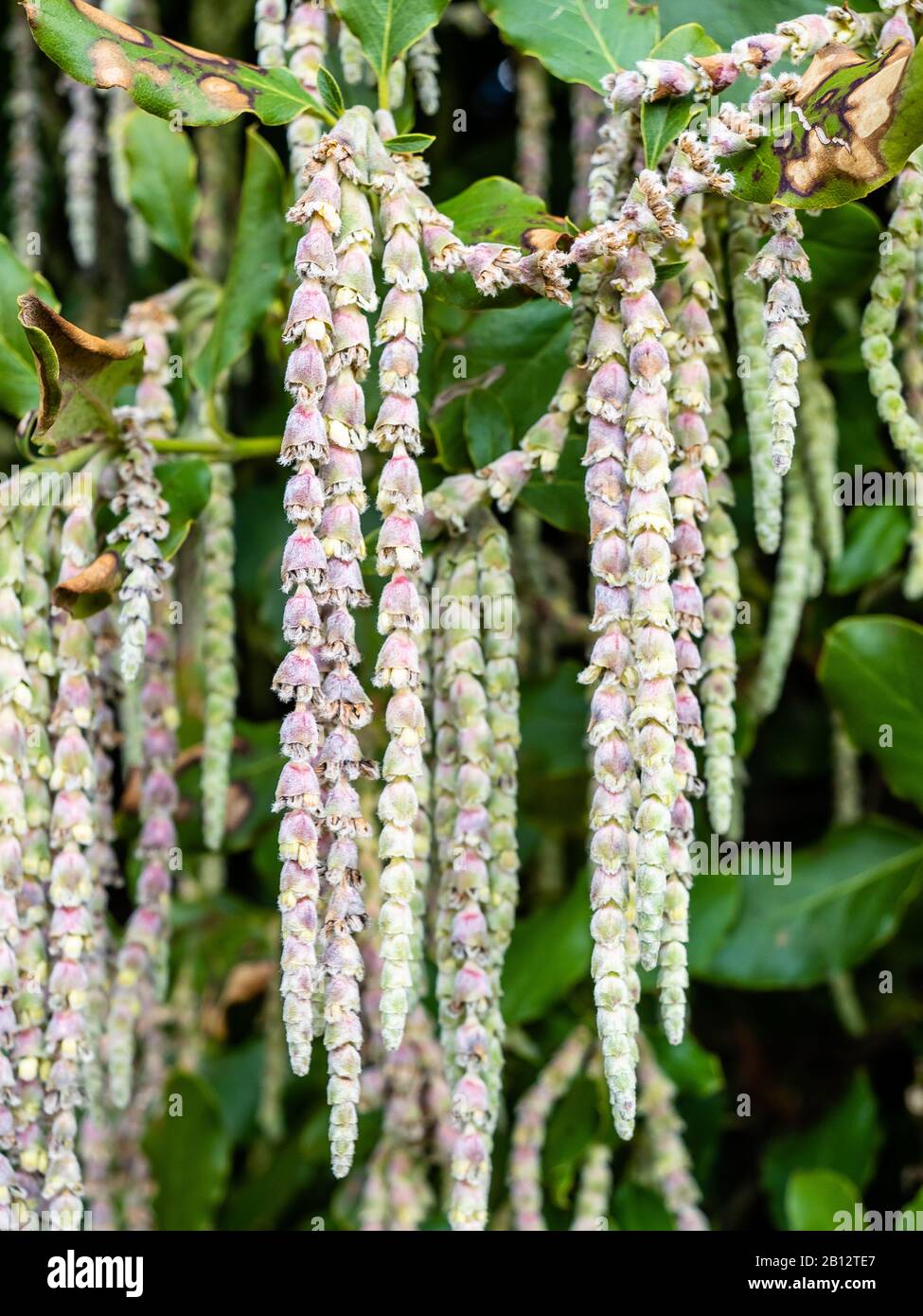 Garrya elliptica or Silk Tassel Bush in late February showing long pendulous catkin like racemes that grace the winter garden - UK Stock Photo