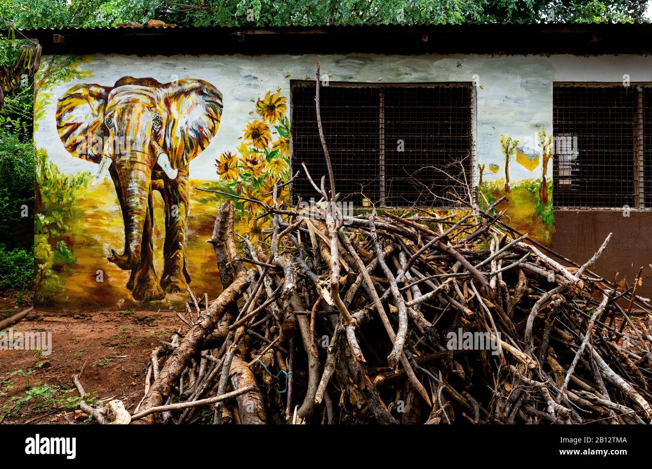 Mural painting of local elephant and bee fences on the kitchen wall of a Kenyan primary school near Voi with firewood stacked for cooking Stock Photo