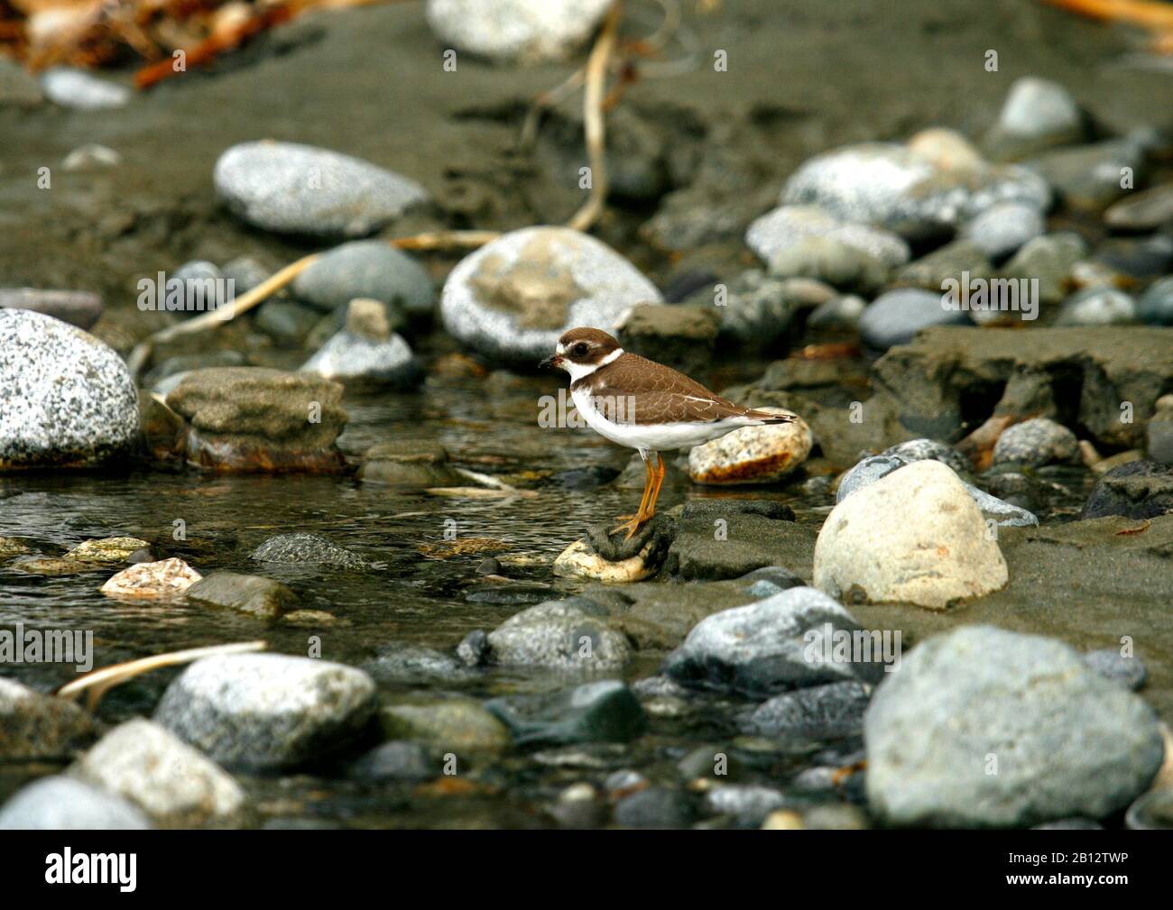 Semipalmated Plover, Charadrius semipalmatus. Florencia bay. Tofino. Vancouver island. British Columbia. Canada Stock Photo