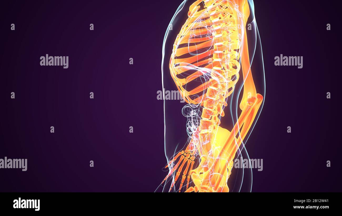 3d render of human digestive system Stock Photo