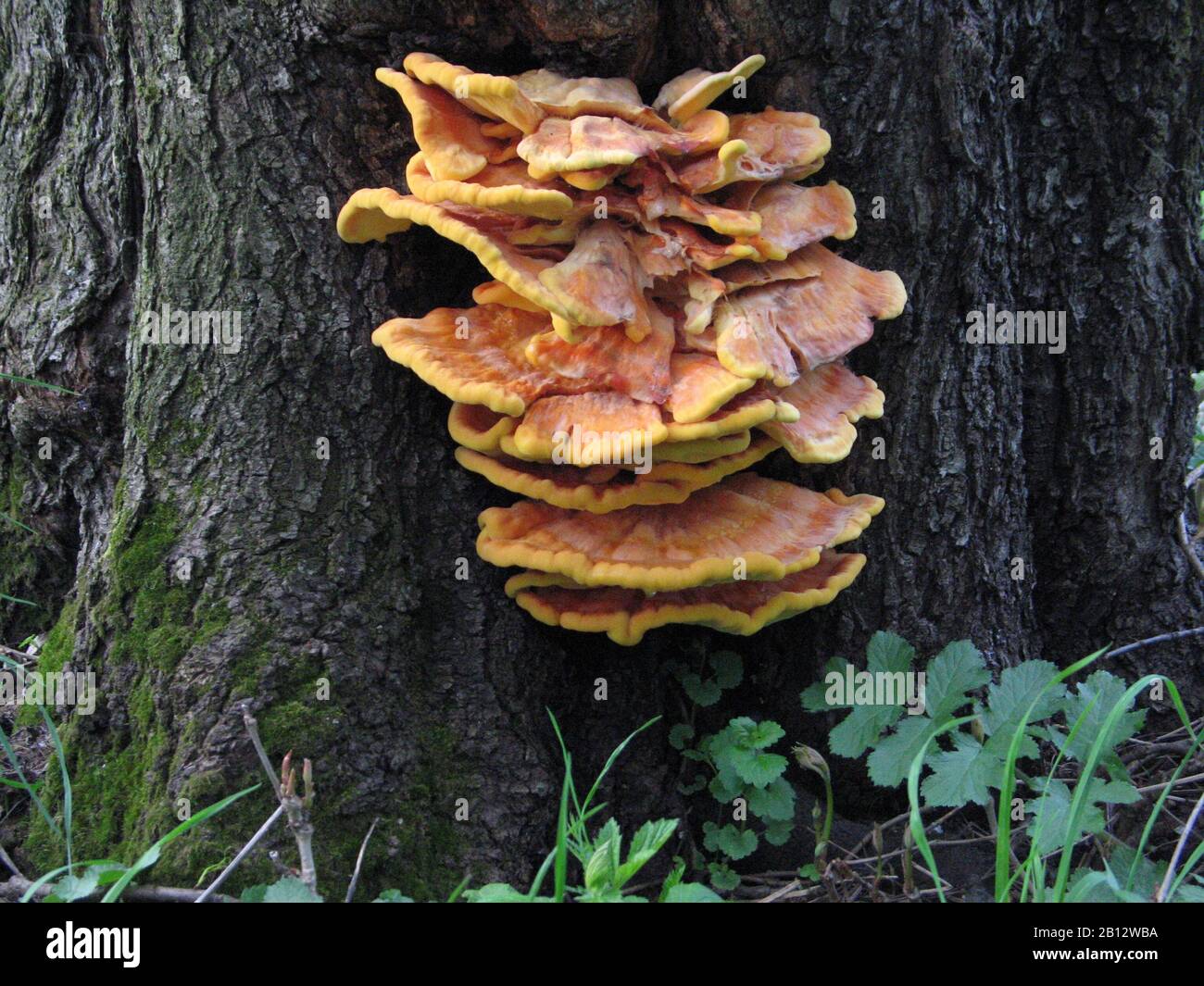 mushrooms on a tree trunk Stock Photo