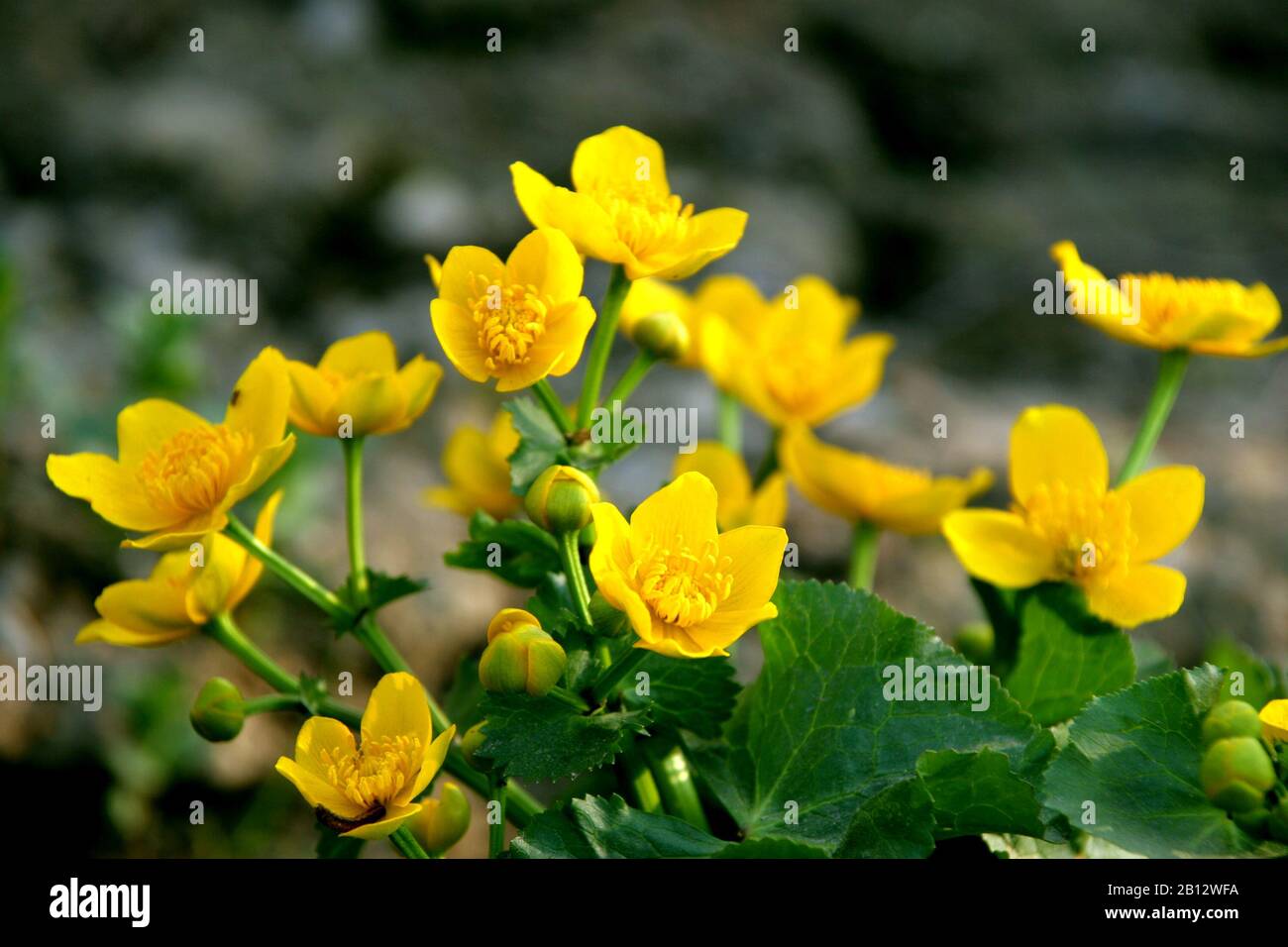 yellow flowers on the field Stock Photo