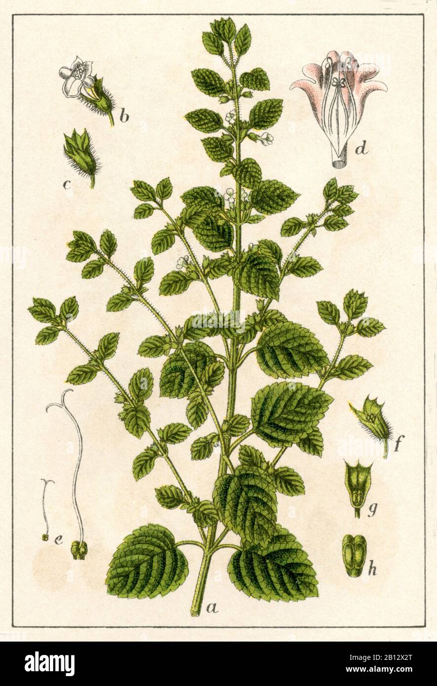 lemon balm, Melissa officinalis, Zitronenmelisse, mélisse,  (botany book, 1903) Stock Photo