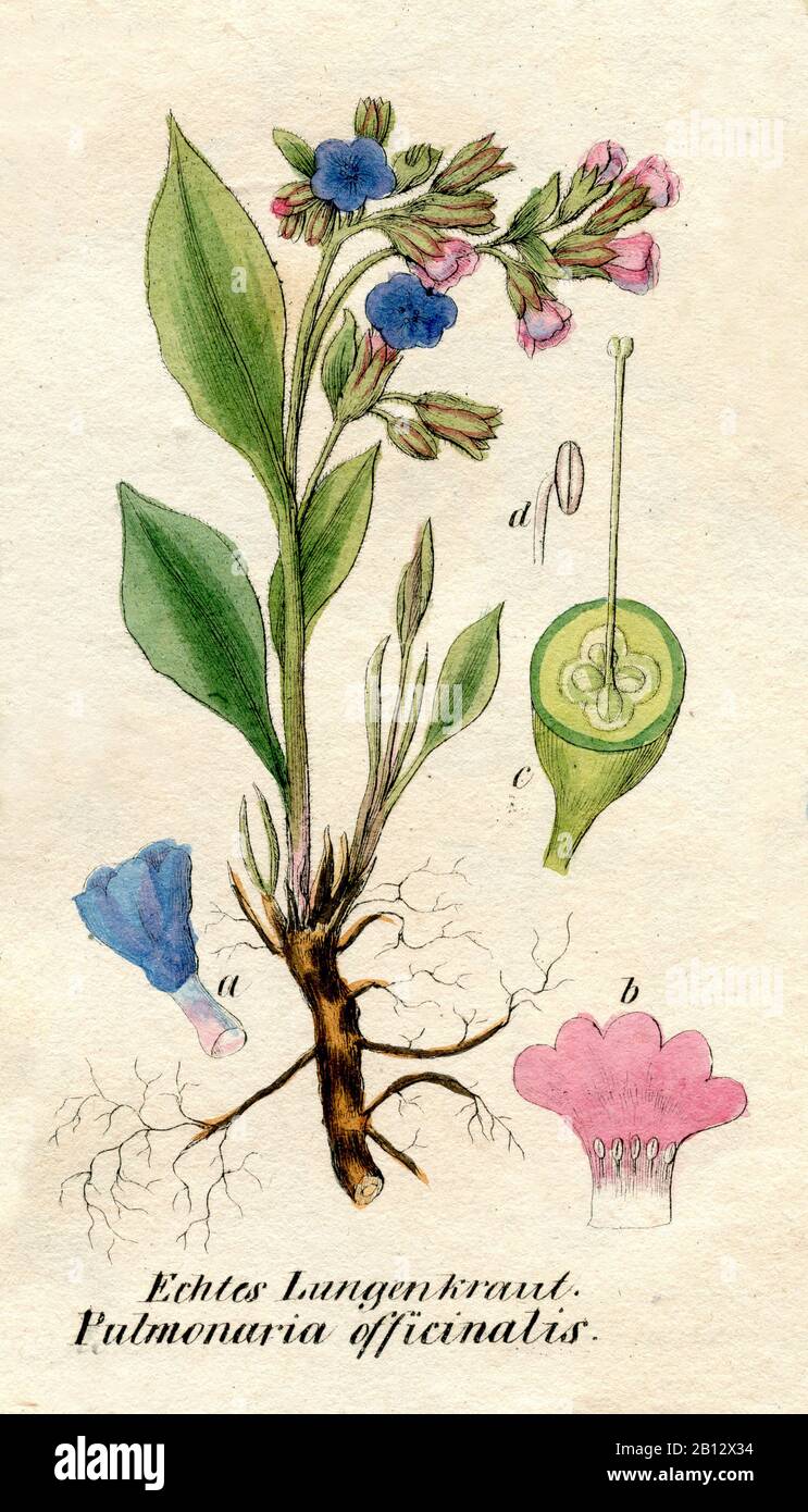 lungwort, Pulmonaria officinalis, Lungenkraut, pulmonaire officinale,  (botany book, 1850) Stock Photo