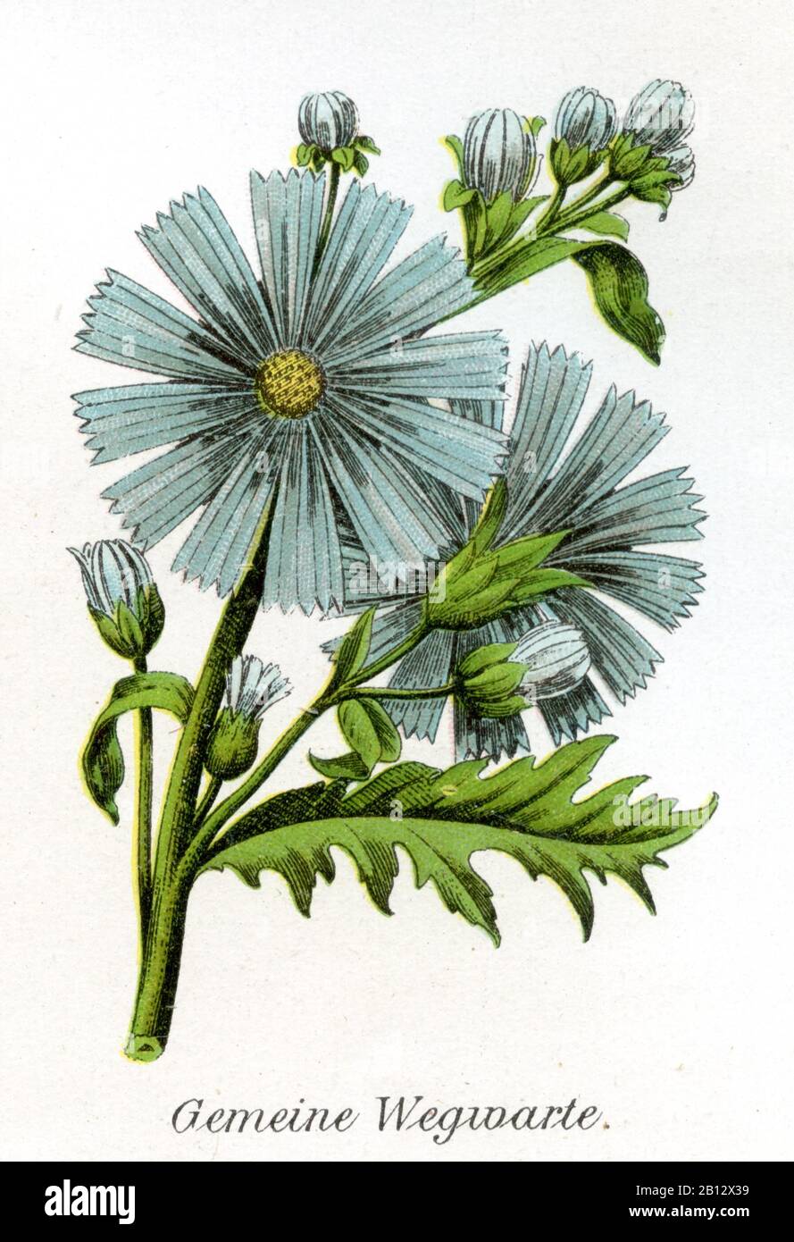 Common chicory, Cichorium intybus, Wegwarte, Chicorée sauvage ou Chicorée amère,  (Health book, 1911) Stock Photo