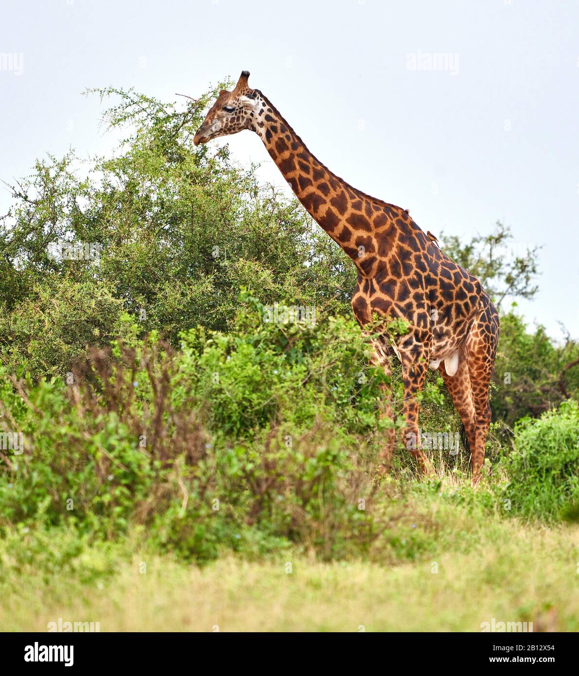 Large male Masai giraffe in Tsavo National Park Kenya feeding at the top of a tall bush Stock Photo
