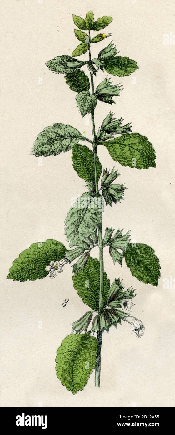 lemon balm, Melissa officinalis, Melisse, Zitronenmelisse, mélisse,  (botany book, 1879) Stock Photo
